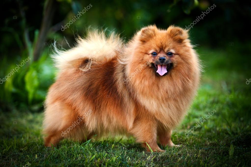 German Spitz, Dog breed Pomeranian Stock Photo by ©averyanova 55824141