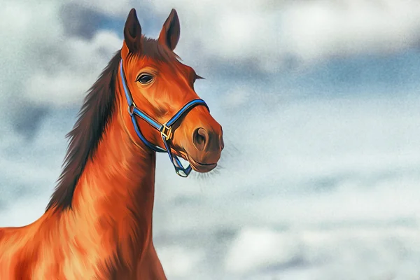 Bir at, çizim portre — Stok fotoğraf
