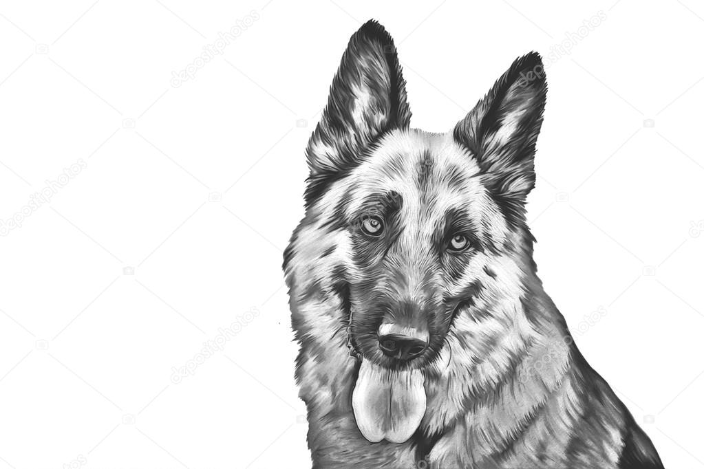 Drawing of the dog German Shepherd Dog