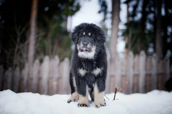 Puppy tibetan mastiff in winter, holiday, snow — Stock Photo, Image