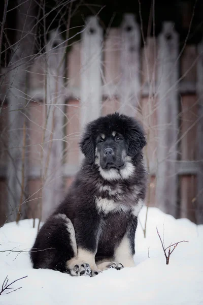 Hvalp tibetansk mastiff om vinteren, ferie, sne - Stock-foto