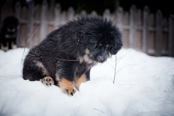Щенок тибетский мастиф зимой, праздник, снег — стоковое фото