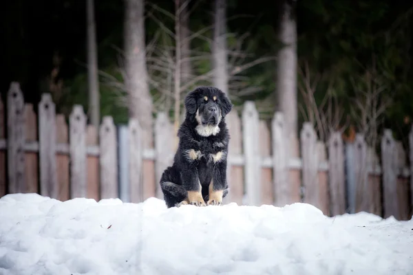 Puppy tibetan mastiff in winter, holiday, snow — Stock Photo, Image