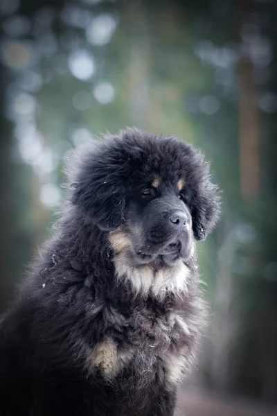 Puppy tibetan mastiff in winter, holiday, snow — Stock Photo, Image