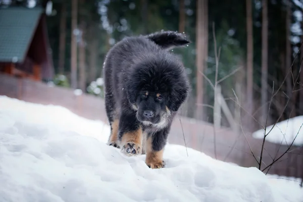 Puppy tibetan mastiff in winter, holiday, snow — Stock Photo, Image