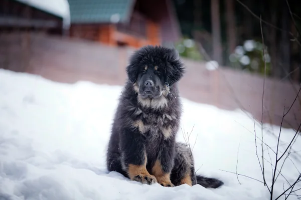 Szczeniaka mastifa tybetańskiego w zimowe, wakacje, śnieg — Zdjęcie stockowe