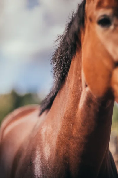 Caballo, cuello de caballo, caballo en verano, traje de castaño de caballo — Foto de Stock