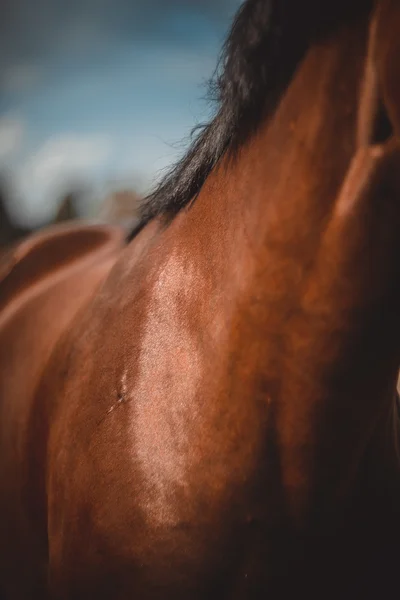 Horse, horses neck, the horse in the summer, horse chestnut suit — Stock Photo, Image