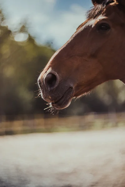 Häst, hästar hångla, hästen i sommaren, hästkastanj kostym — Stockfoto