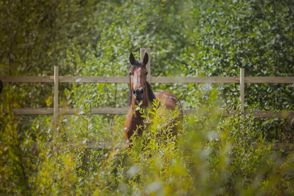 Horse, horses neck, the horse in the summer, horse chestnut suit — Stock Photo, Image