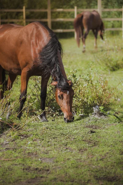 Horse, horses neck, the horse in the summer, horse chestnut suit — Stock Photo, Image