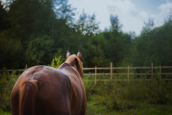 Caballo, cuello de caballo, caballo en verano, traje de castaño de caballo — Foto de Stock