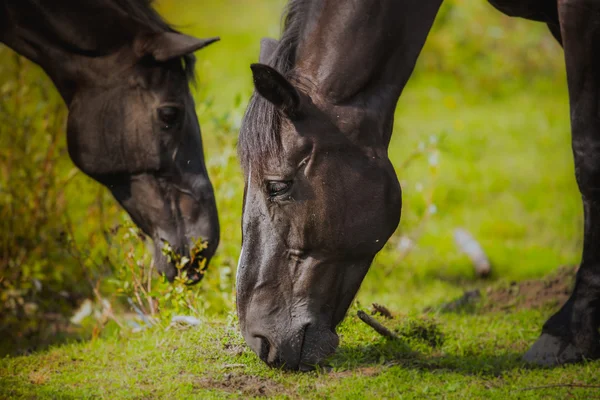 Häst, hästar hångla, hästen i sommaren, hästkastanj kostym — Stockfoto