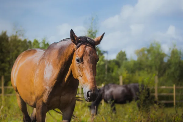 Caballo, cuello de caballo, caballo en verano, traje de castaño de caballo —  Fotos de Stock