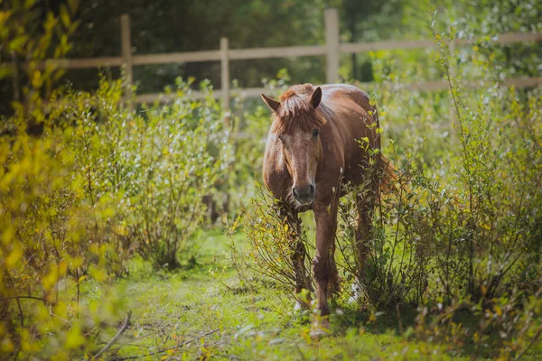 Horse, horses neck, the horse in the summer, horse chestnut suit — Stock Photo, Image