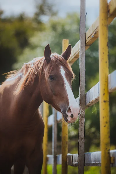 Caballo, cuello de caballo, caballo en verano, traje de castaño de caballo —  Fotos de Stock