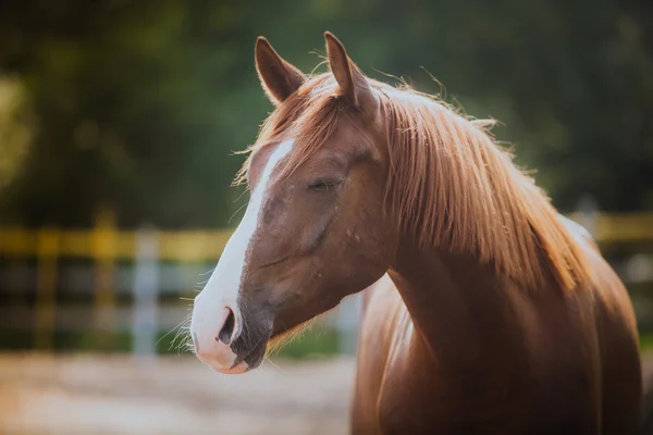 Paard, paarden nek, het paard in de zomer, wilde kastanje pak — Stockfoto