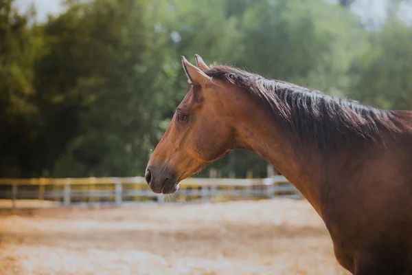 Cavallo, collo dei cavalli, il cavallo in estate, tuta ippocastano — Foto Stock