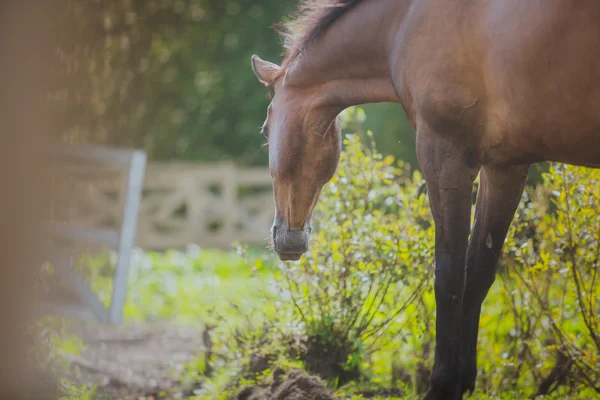 Cavallo, collo dei cavalli, il cavallo in estate, tuta ippocastano — Foto Stock