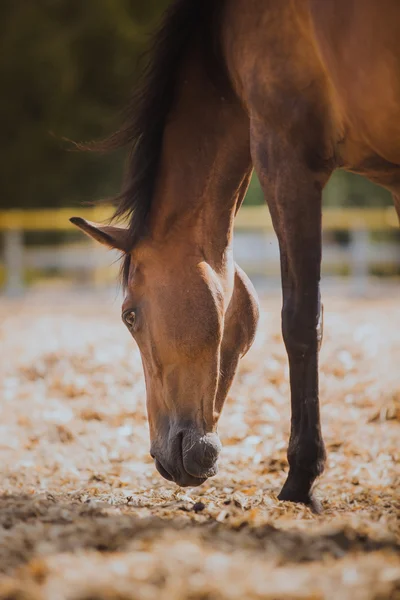 Paard, paarden nek, het paard in de zomer, wilde kastanje pak — Stockfoto