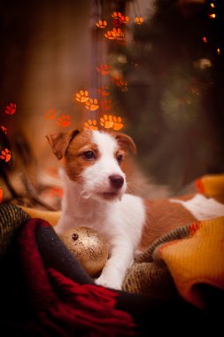 Jack Russell Terrier köpek. Köpek yavrusu. Noel, tatil, yılbaşı