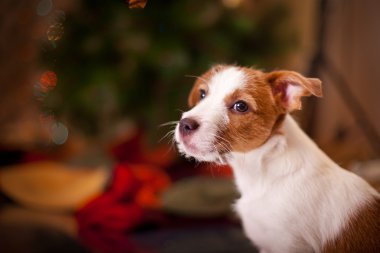 Jack Russell Terrier köpek. Köpek yavrusu. Noel, tatil, yılbaşı