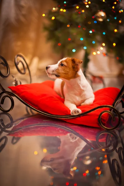 Dog Jack Russell Terrier. Puppy. Christmas, holiday, christmas — Stock Photo, Image