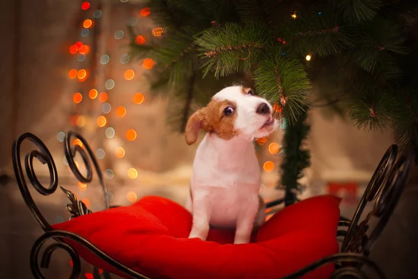 犬のジャック ラッセル テリア。子犬。クリスマス、休日、クリスマス — ストック写真