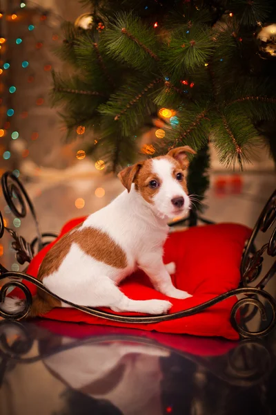 Pies Jack Russell Terrier. Szczeniak. Świąt, wakacji, świąt — Zdjęcie stockowe