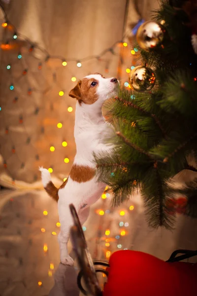 Hund Jack Russell Terrier. Welpen. Weihnachten, Feiertag, Weihnachten — Stockfoto