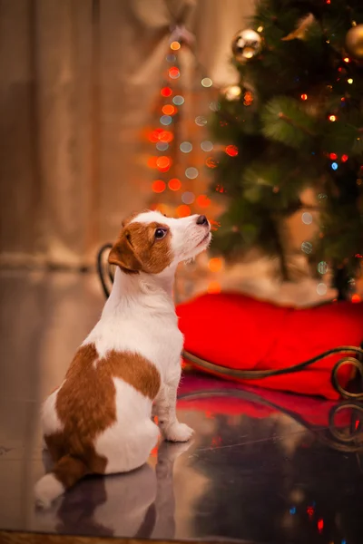 Hond Jack Russell Terriër. Puppy. Kerstmis, vakantie, Kerstmis — Stockfoto