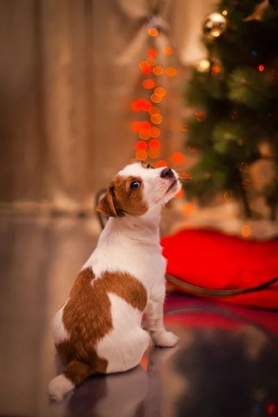 Dog Jack Russell Terrier. Puppy. Christmas, holiday, christmas — Stock Photo, Image