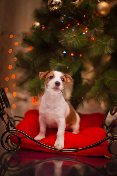 犬のジャック ラッセル テリア。子犬。クリスマス、休日、クリスマス — ストック写真