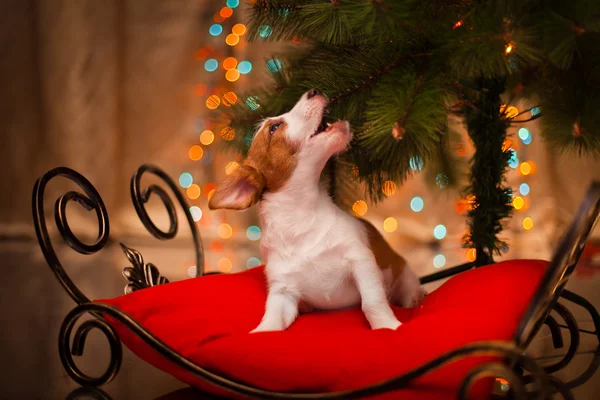 Dog Jack Russell Terrier. Puppy. Christmas, holiday, christmas — Stock Photo, Image