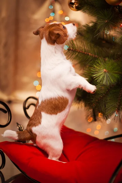 Dog Jack Russell Terrier. Puppy. Christmas, holiday, christmas — Stock Photo, Image