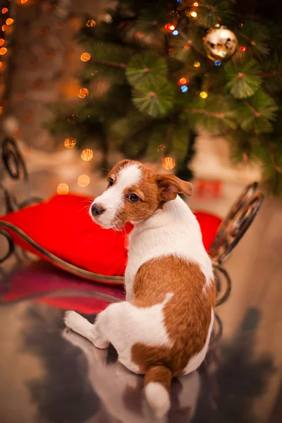 Jack Russell Terrier köpek. Köpek yavrusu. Noel, tatil, yılbaşı — Stok fotoğraf