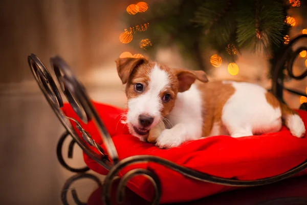 Jack Russell Terrier köpek. Köpek yavrusu. Noel, tatil, yılbaşı — Stok fotoğraf