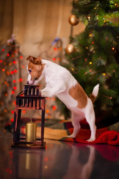 Собака Джек Рассел Терьер. Щенок. Рождество, праздник, Рождество — стоковое фото