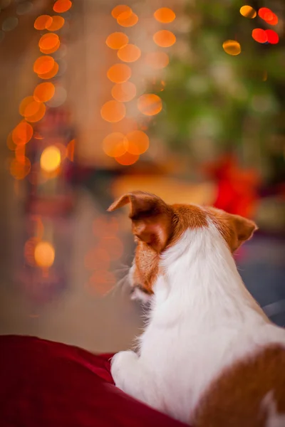 Jack Russell Terrier kutya. Kölyök. Karácsony, ünnep, karácsony — Stock Fotó