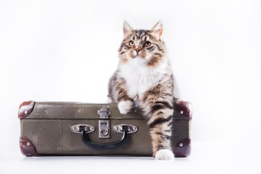 Beyaz bir arka plan üzerinde tekir kedi