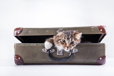 Beyaz bir arka plan üzerinde tekir kedi