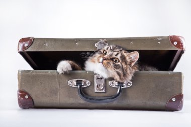 Beyaz bir arka plan üzerinde tekir kedi