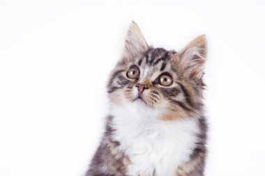 Beyaz bir arka plan üzerinde tekir kedi