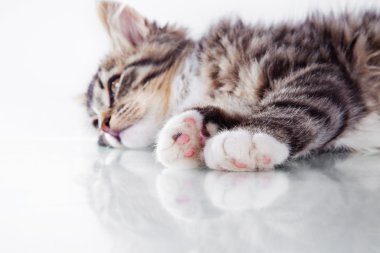 Beyaz bir arka plan üzerinde tekir kedi