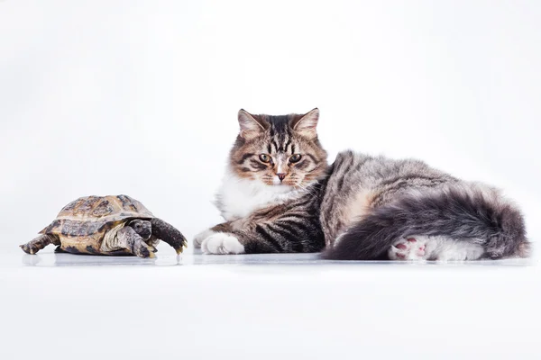 Gatto tabby con una tartaruga su sfondo bianco — Foto Stock