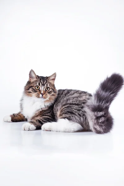 Tabby cat on a white background — Stock Photo, Image