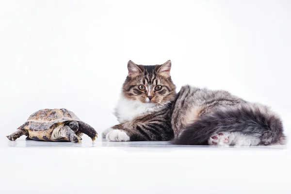 Gestromte Katze mit Schildkröte auf weißem Hintergrund — Stockfoto
