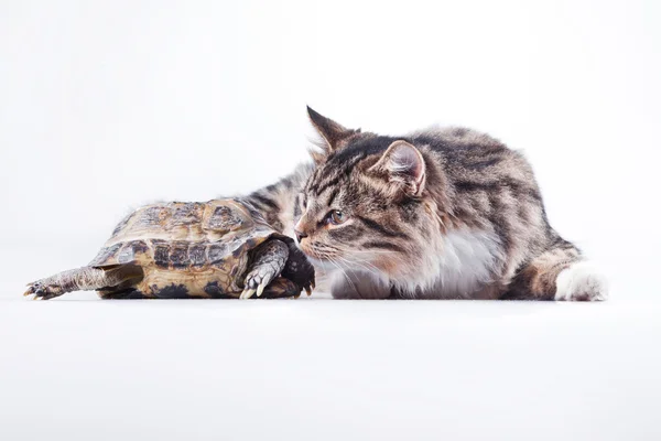 Gestromte Katze mit Schildkröte auf weißem Hintergrund — Stockfoto