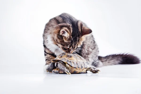 Beyaz zemin üzerinde bir kaplumbağa ile tekir kedi — Stok fotoğraf