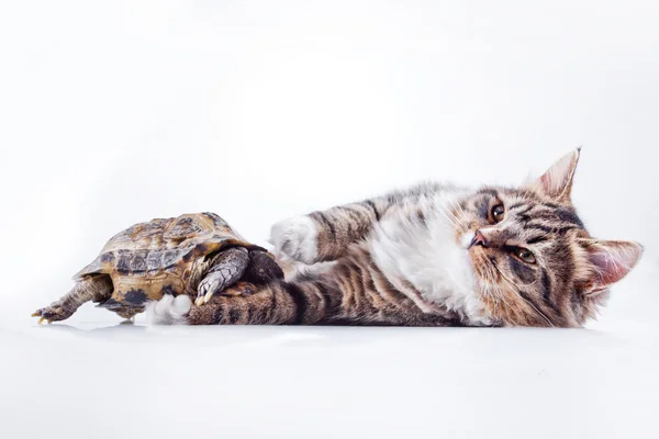 Mourovatá kočka s želva na bílém pozadí — Stock fotografie